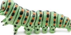Larve - L: 4,5 cm