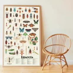 Oppdagelsesplakat med klistremerker - Insekter