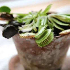 Plant selv sett - Kjøttetende plante